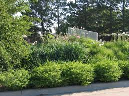 How To Design A Native Plant Garden Dyck Arboretum Native Plant Gardening Native Garden Garden Design