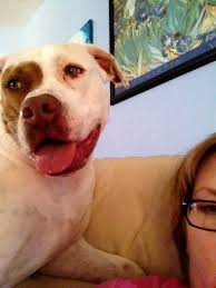 Adopting a Pitbull Puppy from a Doctor's Farm in North Carolina