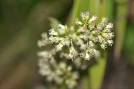 Image result for Mikania sp.