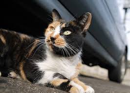 Calico Kedi Turleri Ve Ozellikleri Kediler Gen Tr