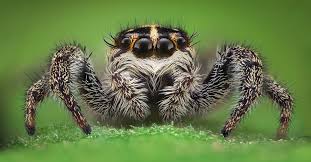 Pest control in vancouver, wa. Why Are There So Many Spiders In My House New Leaf Pest Control