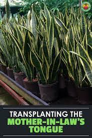Repotting Snake Plant How To Do It The Right Way Epic Gardening Mother In Law Tongue Snake Plant Care Snake Plant