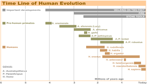 Homosapiens Time Line Yahoo Image Search Results Human