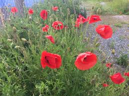 Mohn ist nicht nur ein hingucker im garten, sondern auch ein wichtiger pollenlieferant für bienen. Mohn Im Garten Zum Bluhen Bringen