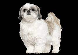 Shih tzu puppies are another story. Shih Tzu Curly Hair Online