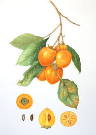 Cennet Hurmasi Diospyros Kaki Persimmon Botanical Art Botanical Illustration Botanical Illustration Watercolor