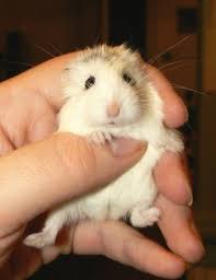 Resultado de imagem para fotos de hamsters com garra comprida