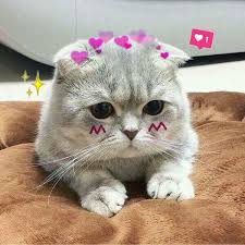 Boss Meow #luoichimte | Mèo đẹp, Mèo, Mèo kitty