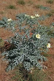Image result for Argemone ochroleuca