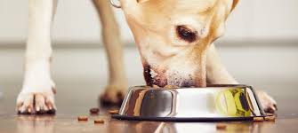 The reason it tops our list, though, is that it keeps the protein high while keeping the fat low. Your Low Fat Dog Food Buying Guide