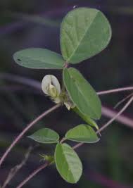 Image result for Macrotyloma