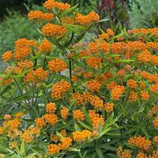 Image result for Asclepias foliosa