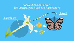Check spelling or type a new query. Koevolution Definition Und Beispiele Mit Video