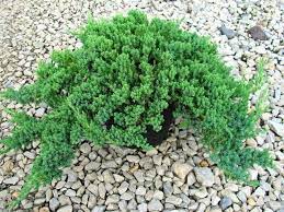 Maybe you would like to learn more about one of these? Dwarf Japanese Garden Juniper Please Select Size Below Japanese Garden Japanese Plants Grasses Garden