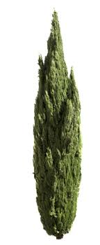 Cupressus Sempervirens Tree Iii Cupressus Sempervirens Sempervirens Ornamental Trees