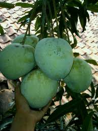 Jual bibit bunga / tanaman hias (daun & gantung) bibit bunga eceran murah bergaransi 100% hubungi: Jual Bibit Pohon Buah Impor Citeriz Business Support