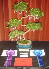 Indoor bonsai are bonsai cultivated for the indoor environment. Solent Fuchsia Flower Club Bonsai