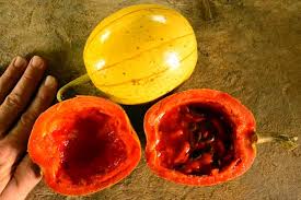 Image result for Cucumis kalahariensis