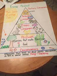 Food Chain Energy Pyramid 5th Grade Teaching Energy Elementary Science 7th Grade Science