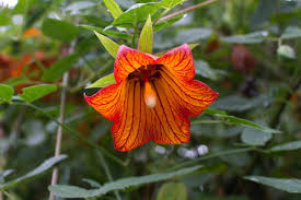 Image result for Canarina