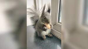 Es ist nicht schwer, ein eichhörnchen zu zähmen. Extrem Susser Eichhornchen Besuch Youtube