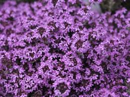 Места buxton, maine ферма creeping thyme farm. Deer Resistant Perennial Ground Cover Plants