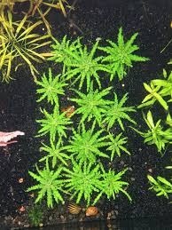 Image result for Pogostemon rogersii