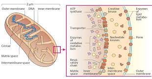 Pin By Andres Sanchez On Biochemistry Eukaryotic Cell Prokaryotes Biology Revision