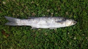 Peche Du Mulet Et Du Bar Youtube