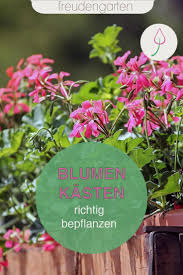 Achten sie beim kauf der pflanzen darauf, dass sich die gewählten arten von. Pinterest Deutschland Balkonkasten Balkonbepflanzung Balkon Blumen