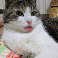 なんとも気の抜けた間の抜けたお顔 ポカーン顔 フェリシモ猫部 猫部 ねこ部 ネコ部 ねこぶ nekobu 猫 ねこ ネコ neko cat cats 猫部トーク winchanmamaさん cats animals