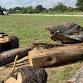 Wood Reclamation