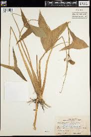 Image result for Limnophyton angolense