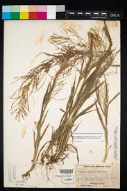 Image result for Leptochloa panicea