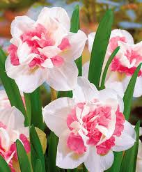 Double Flowered Narcissi Replete Flower Bulbs Bakker Bulb Flowers Spring Planting Flowers Daffodil Flower