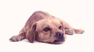 My dog stopped eating and drinking. How To Get Rid Of Diarrhea In Puppies Petcarerx