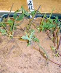 I know almost nothing about clematis and just quickly looked through the faq's on this forum. Go Forth And Multiply Clematis Cuttings By Val Bourne