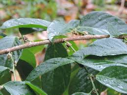 Image result for Bridelia atroviridis