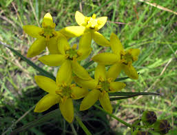 Image result for Stathmostelma