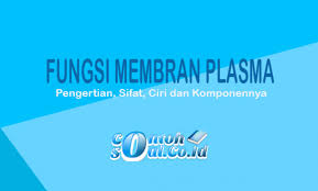 Membran sel atau pun juga dinding sel ini merupakan suatu fitur yang dimiliki seluh jenis sel manusia yang memiliki fungsi sebagai pemisah antara lingkungan di dalam sel dengan lingkungan luar sel. Fungsi Membran Plasma Pengertian Sifat Ciri Dan Komponennya