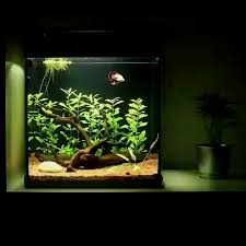 Simple Nano Betta Tank Setup In 2020 Betta Tank Fish Tank Betta Aquarium