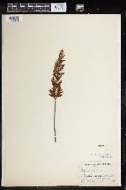 Image result for Cheilanthes involuta