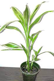 Image result for Dracaena sanderiana