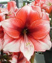 Dutch Amaryllis Amaryllis Temptation Amaryllis Flowers Bulb Flowers Amaryllis