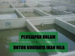 Kolam dikuras dan tanah dasar kolam dicangkul. Tips Sukses Budidaya Ikan Nila Di Kolam Beton Beternakdirumah