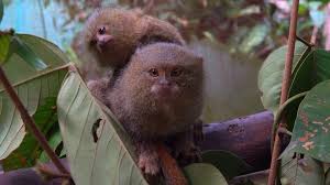 Maybe you would like to learn more about one of these? Pygmy Marmoset The Amallest And The Cutest Monkeys In The World