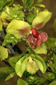 Image result for Clerodendrum pleiosciadium