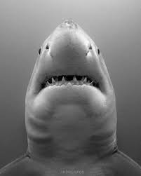 Black And White Shark We Sharks On Instagram Black And White C Rodneyfoxsharkexpeditions Follow Sharks Favzone For More Follow S Great White Shark Shark White Sharks