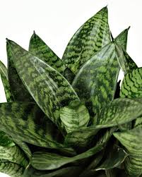 Image result for Sansevieria trifasciata