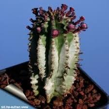 Image result for Euphorbia ramulosa